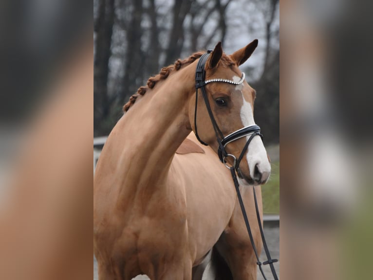 KWPN Caballo castrado 6 años 166 cm Alazán in Fürstenau