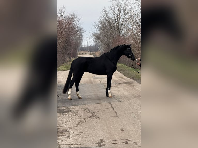 KWPN Caballo castrado 6 años 166 cm in Hódmezővásárhely