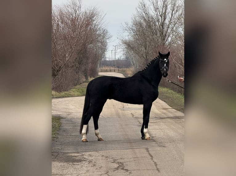 KWPN Caballo castrado 6 años 166 cm in Hódmezővásárhely