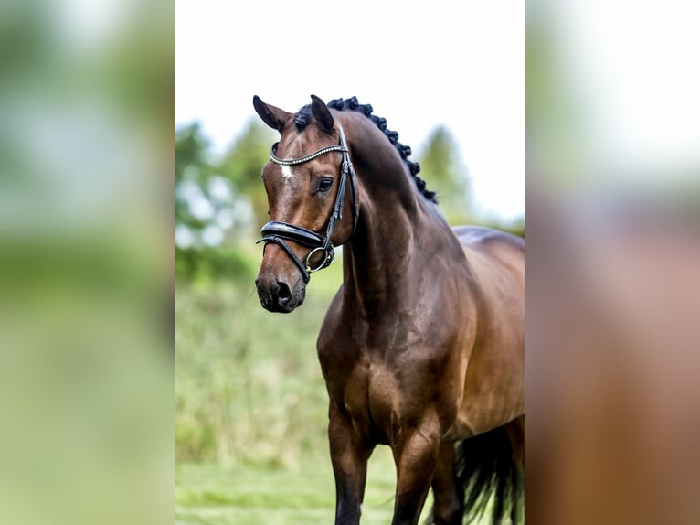 KWPN Caballo castrado 6 años 166 cm Castaño in Werkendam