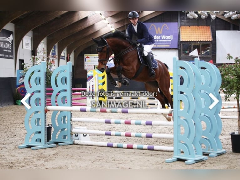 KWPN Caballo castrado 6 años 166 cm Castaño in Achterveld