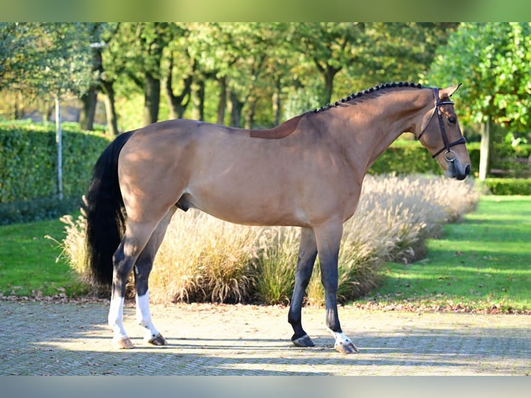 KWPN Caballo castrado 6 años 166 cm Castaño in Bladel