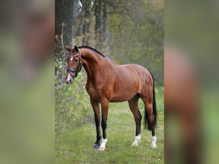 KWPN Caballo castrado 6 años 166 cm Castaño oscuro in Esch