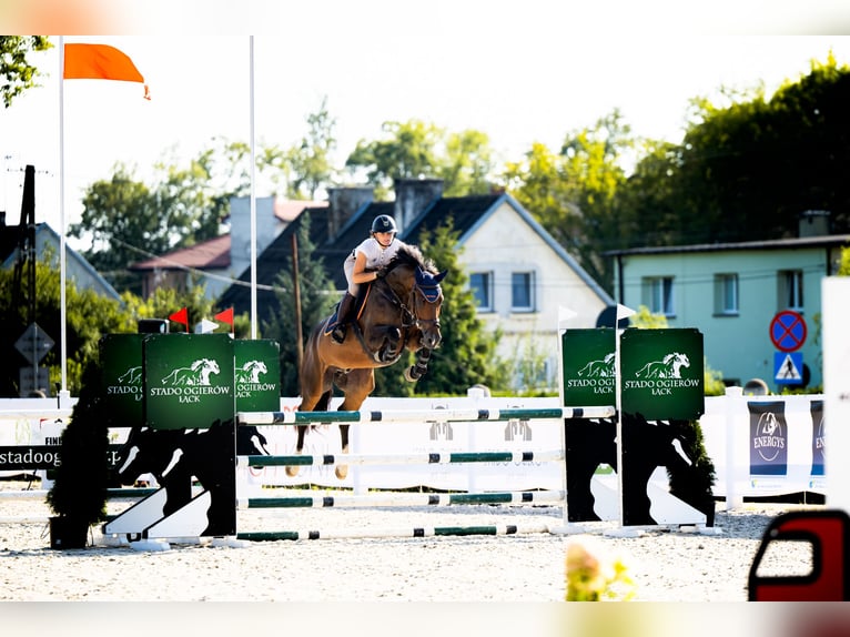 KWPN Caballo castrado 6 años 166 cm Castaño oscuro in Piła