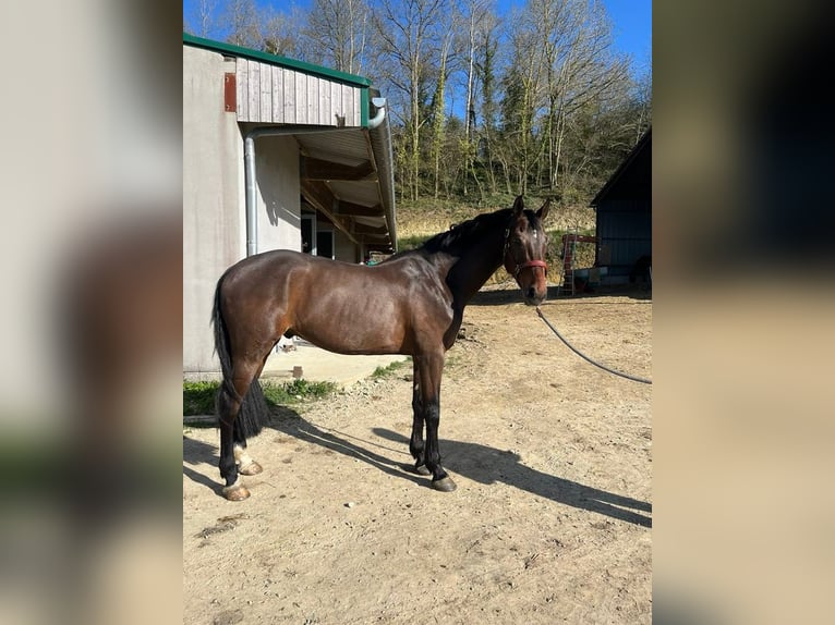 KWPN Caballo castrado 6 años 166 cm Morcillo in Feytiat