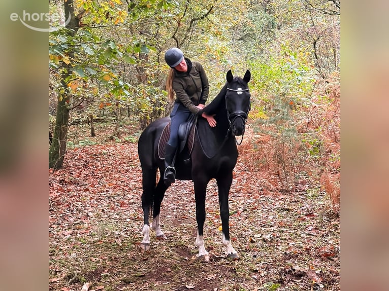 KWPN Caballo castrado 6 años 166 cm Negro in Biest-Houtakker