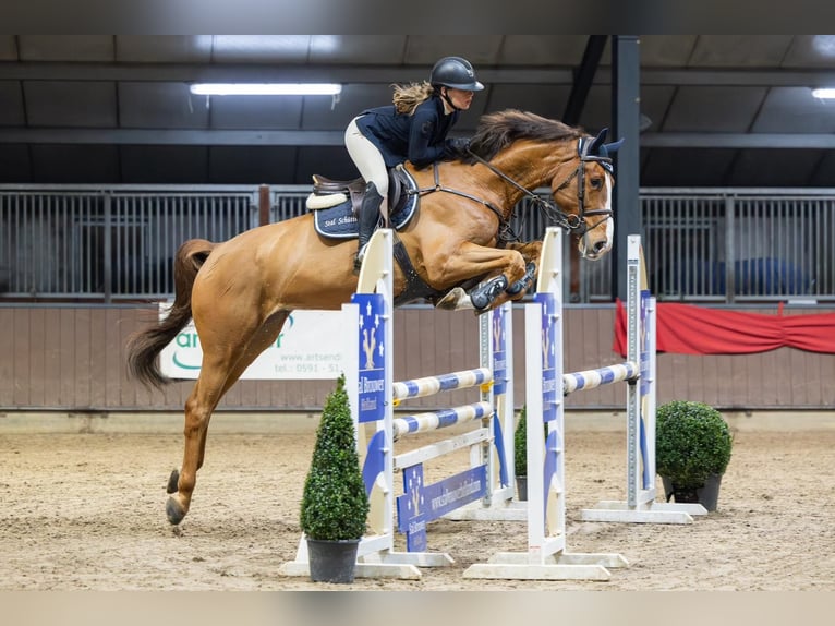 KWPN Caballo castrado 6 años 167 cm Alazán in Meppen