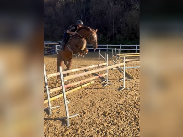 KWPN Caballo castrado 6 años 167 cm Alazán-tostado in Schlins