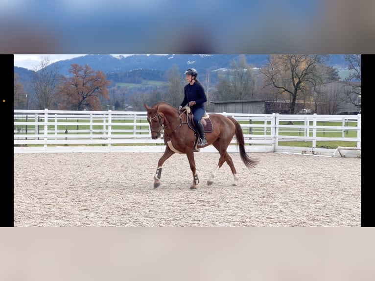 KWPN Caballo castrado 6 años 167 cm Alazán-tostado in Schlins