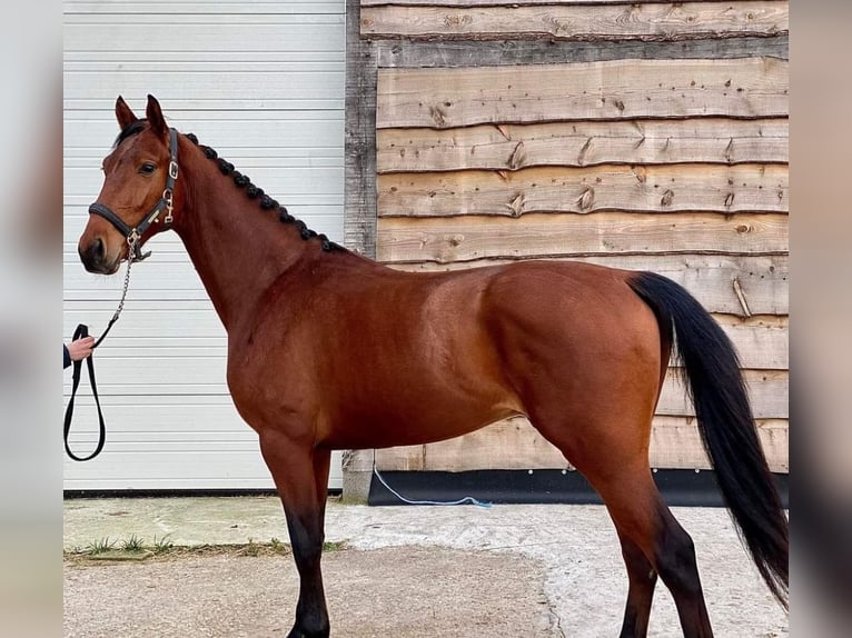 KWPN Caballo castrado 6 años 167 cm Castaño in Medemblik