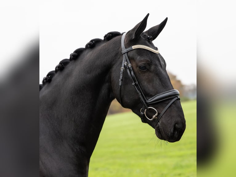 KWPN Caballo castrado 6 años 167 cm Morcillo in Holten