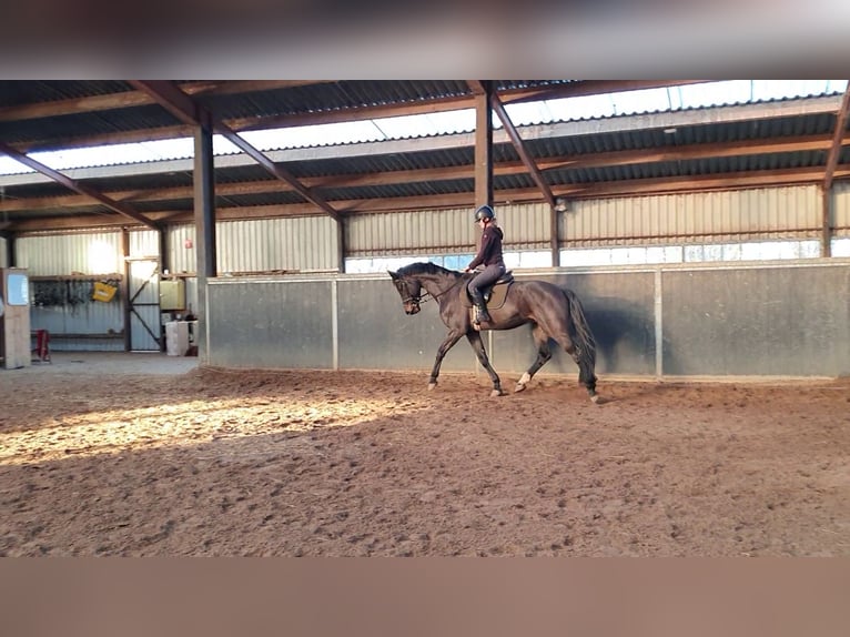 KWPN Caballo castrado 6 años 167 cm Morcillo in DiepenveenD