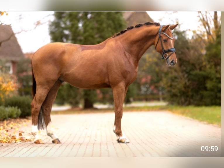 KWPN Caballo castrado 6 años 168 cm Alazán in Neuss