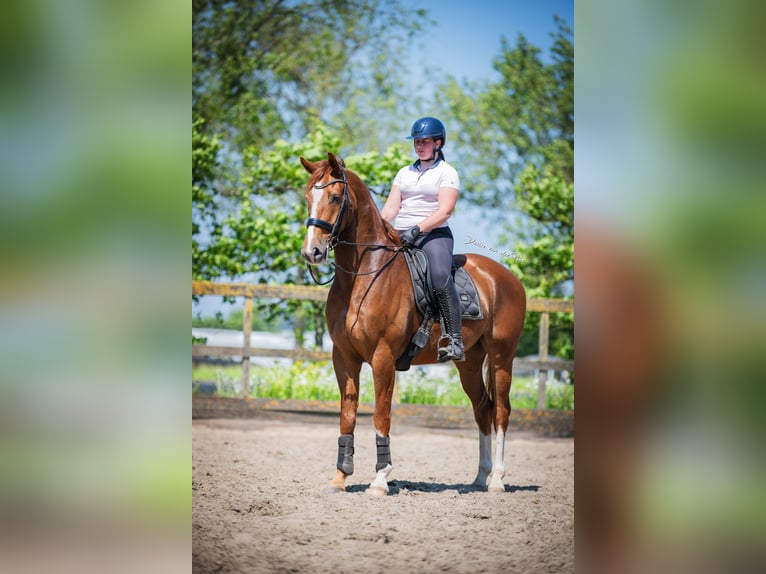 KWPN Caballo castrado 6 años 168 cm Alazán in Poeldijk