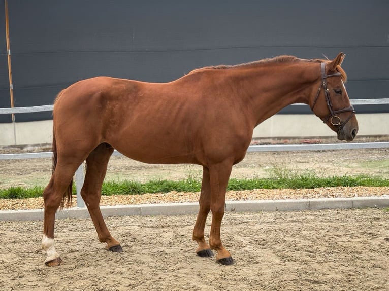 KWPN Caballo castrado 6 años 168 cm Alazán in Kamenz