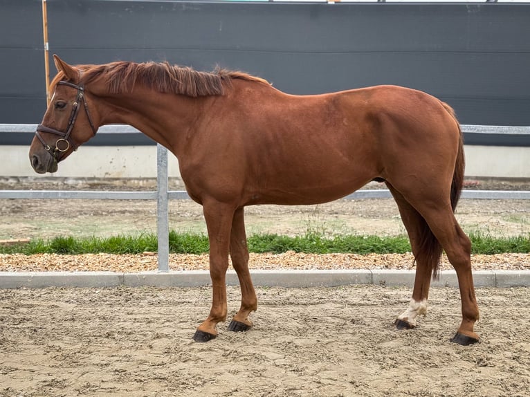 KWPN Caballo castrado 6 años 168 cm Alazán in Kamenz