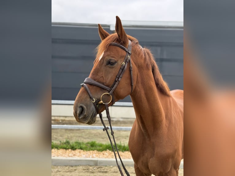 KWPN Caballo castrado 6 años 168 cm Alazán in Kamenz