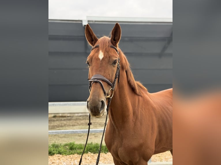 KWPN Caballo castrado 6 años 168 cm Alazán in Kamenz