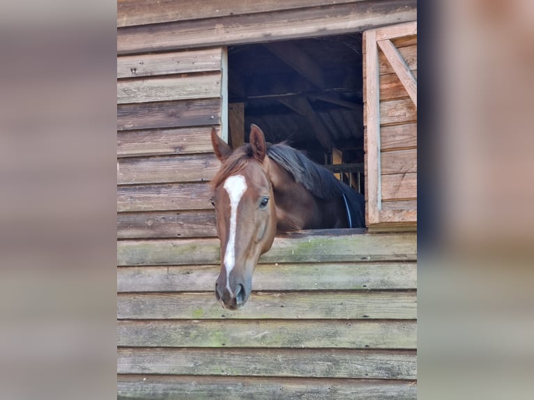 KWPN Caballo castrado 6 años 168 cm Alazán-tostado in Middelharnis