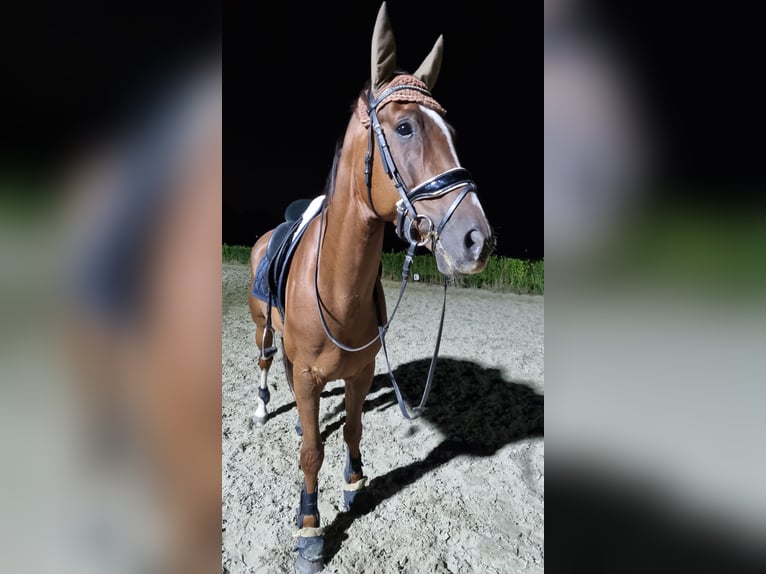 KWPN Caballo castrado 6 años 168 cm Alazán-tostado in Middelharnis