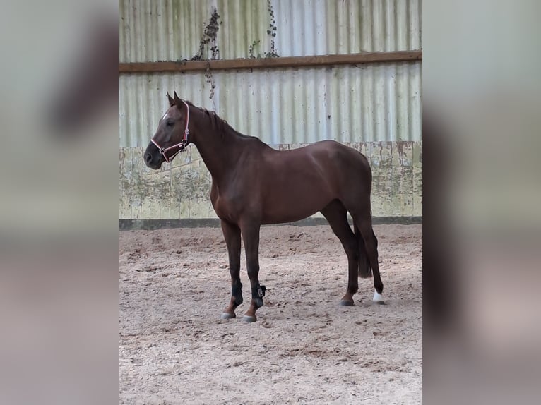 KWPN Caballo castrado 6 años 168 cm Alazán-tostado in Messel