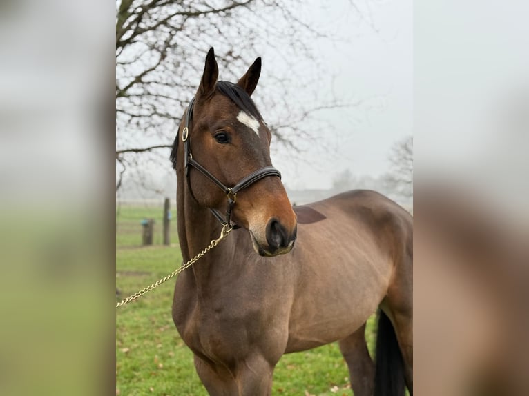 KWPN Caballo castrado 6 años 168 cm  in GROTE-BROGEL