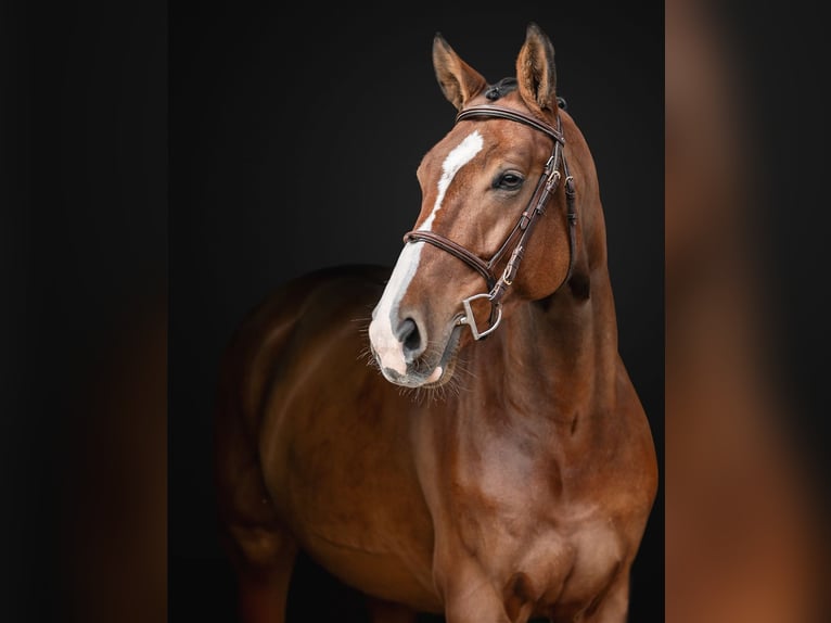 KWPN Caballo castrado 6 años 168 cm in Zduchovice