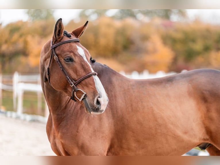 KWPN Caballo castrado 6 años 168 cm in Zduchovice