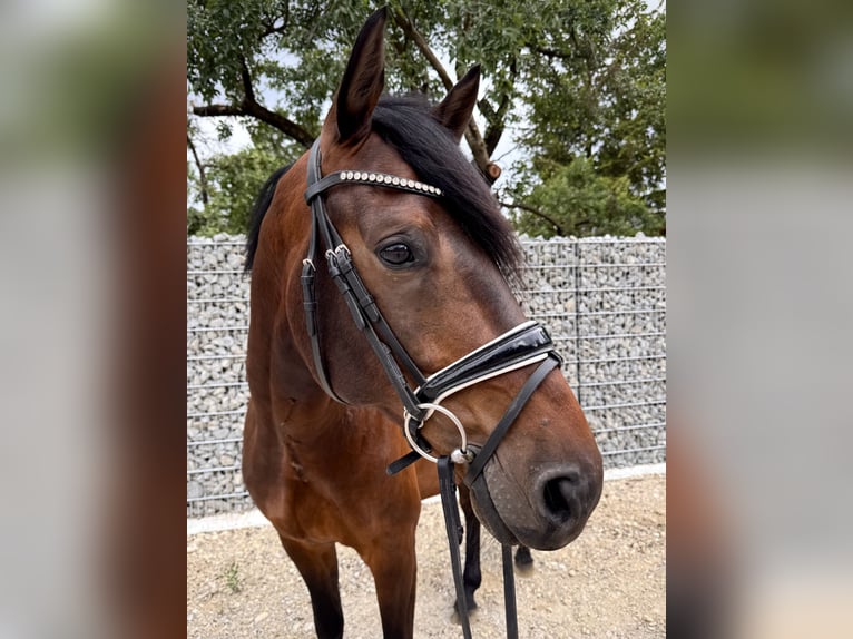 KWPN Caballo castrado 6 años 168 cm Castaño in München