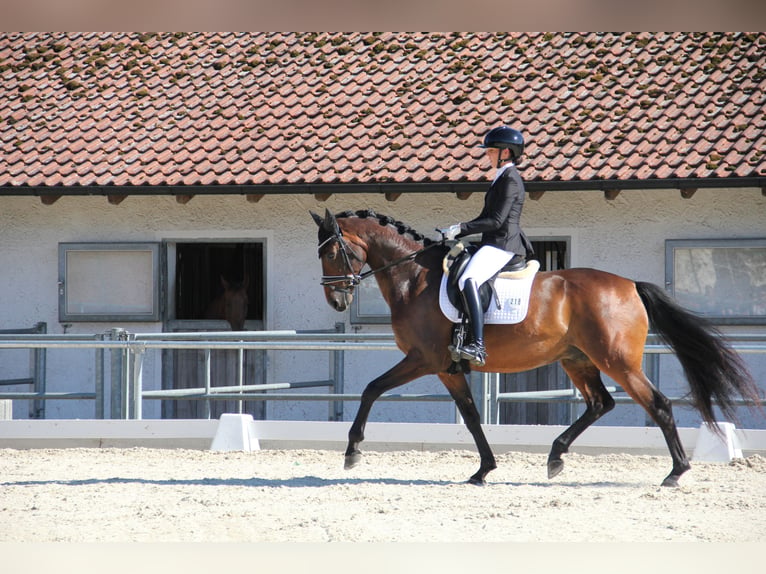 KWPN Caballo castrado 6 años 168 cm Castaño in München