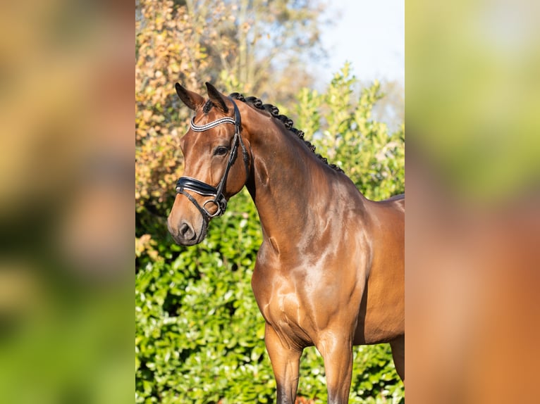 KWPN Caballo castrado 6 años 168 cm Castaño in Oosterhout