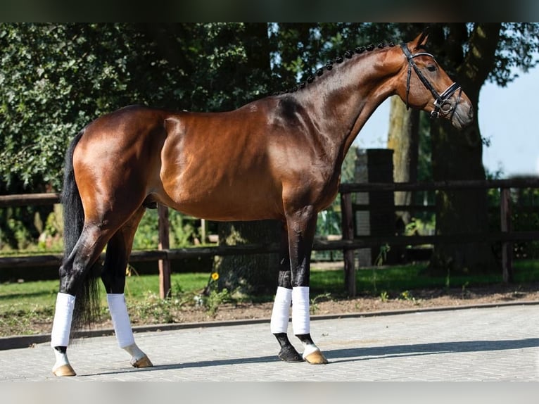 KWPN Caballo castrado 6 años 168 cm Castaño in Roermond