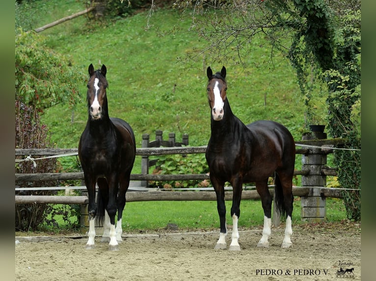 KWPN Caballo castrado 6 años 168 cm Castaño in Kamnik