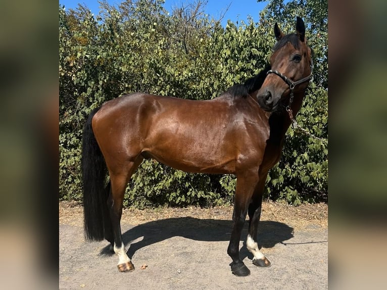 KWPN Caballo castrado 6 años 168 cm Castaño in Bischofsheim