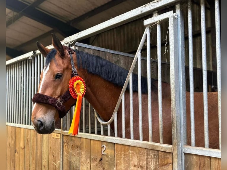 KWPN Caballo castrado 6 años 168 cm Castaño rojizo in Dover