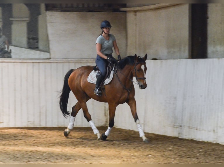 KWPN Caballo castrado 6 años 168 cm Castaño rojizo in Dover