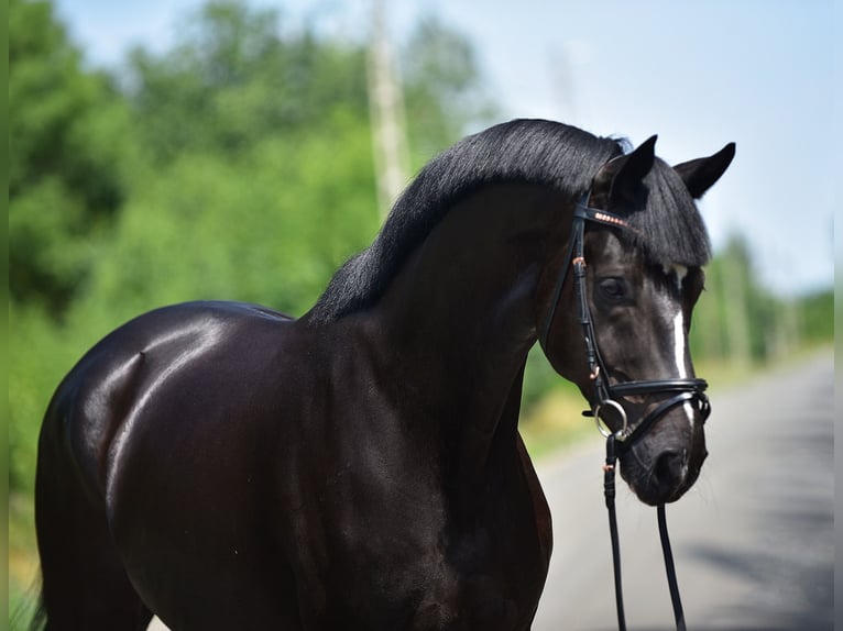 KWPN Caballo castrado 6 años 168 cm Negro in Csabacs&#x171;d