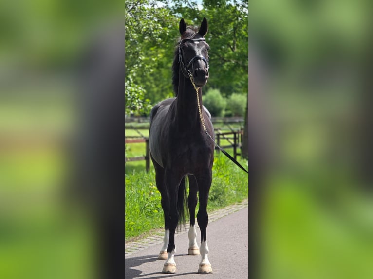 KWPN Caballo castrado 6 años 168 cm Negro in Someren