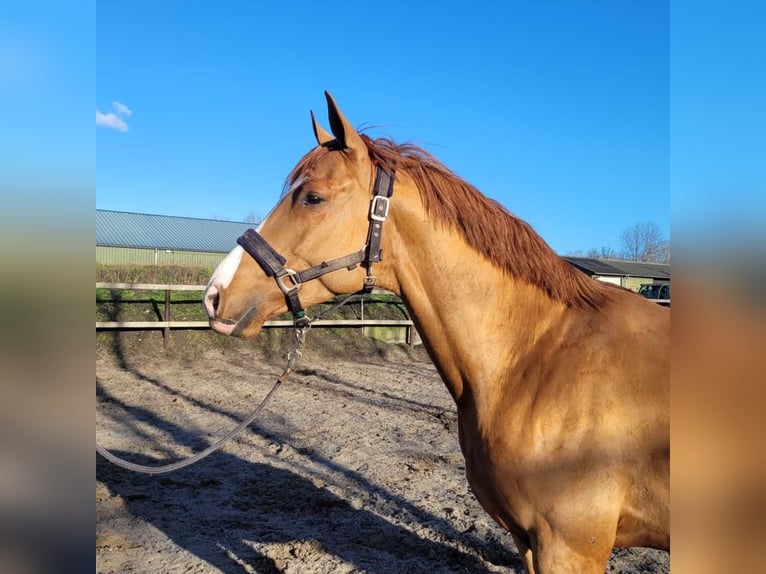 KWPN Caballo castrado 6 años 169 cm Alazán in Darmstadt