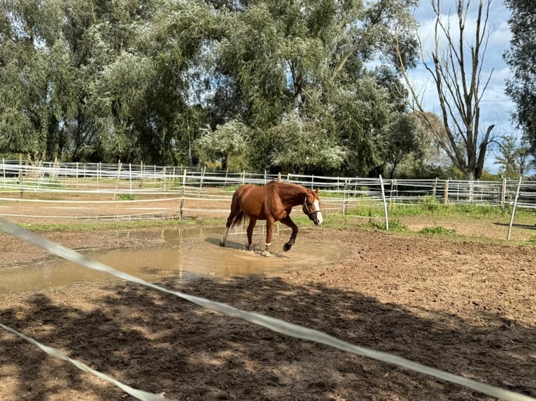 KWPN Caballo castrado 6 años 169 cm Alazán in Darmstadt