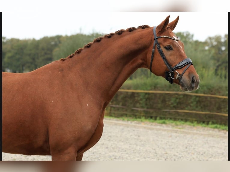 KWPN Caballo castrado 6 años 169 cm Alazán in Raalte