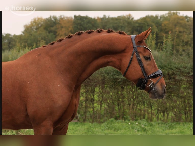 KWPN Caballo castrado 6 años 169 cm Alazán in Raalte