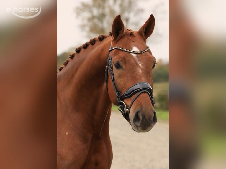 KWPN Caballo castrado 6 años 169 cm Alazán in Raalte