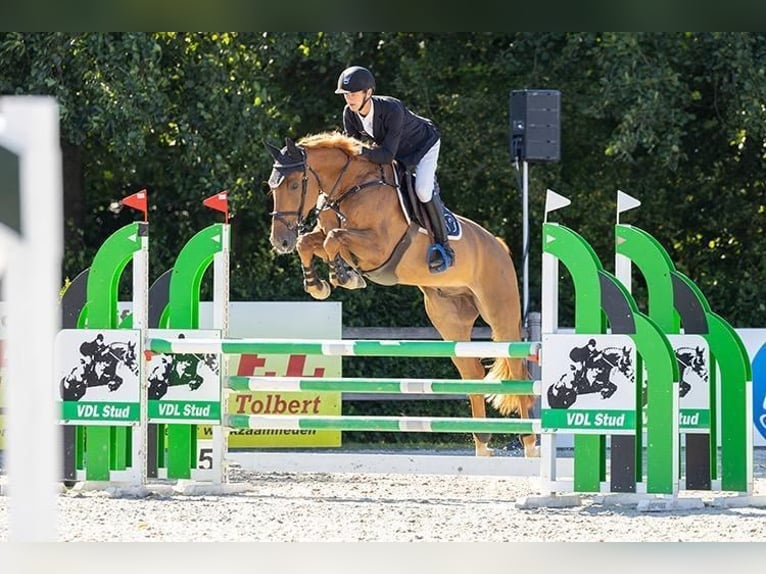 KWPN Caballo castrado 6 años 169 cm Alazán in Zülpich