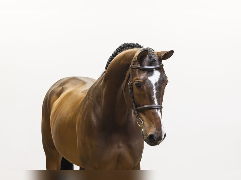 KWPN Caballo castrado 6 años 169 cm Castaño in Waddinxveen