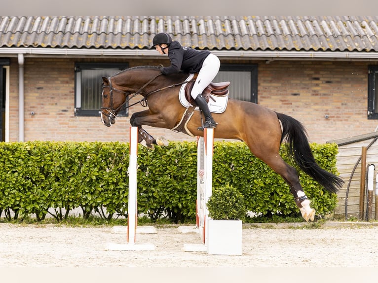 KWPN Caballo castrado 6 años 169 cm Castaño in Waddinxveen