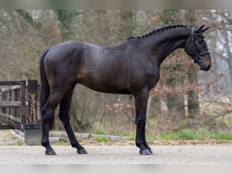 KWPN Caballo castrado 6 años 169 cm Castaño oscuro in Negernbötel