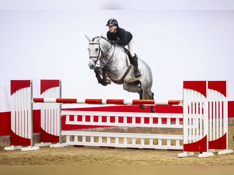 KWPN Caballo castrado 6 años 169 cm Tordo in Waddinxveen