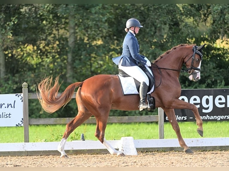 KWPN Caballo castrado 6 años 170 cm Alazán in Ulft