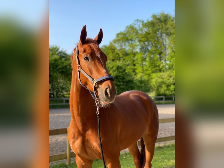 KWPN Caballo castrado 6 años 170 cm Alazán in Zeewolde